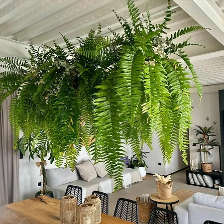 Villa Pizpireta Rural Pastores